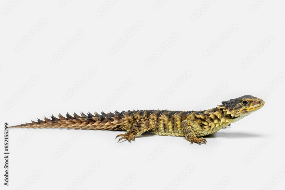 Φωτογραφία The Sungazer (Smaug giganteus) is a species of lizard from sub-Saharan Africa