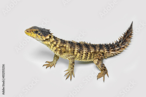 Foto The Sungazer (Smaug giganteus) is a species of lizard from sub-Saharan Africa