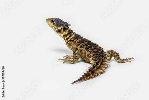 Photography The Sungazer (Smaug giganteus) is a species of lizard from sub-Saharan Africa