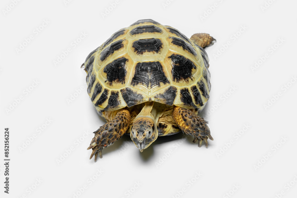 Obraz premium The Russian Tortoise (Testudo horsfieldii) is endemic to Central Asia. 