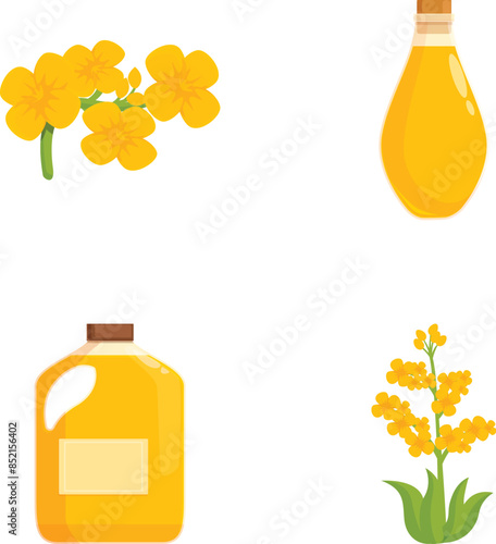 Vector set of canola flowers and oil bottles isolated on white