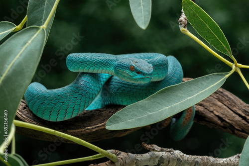 Blue White-lipped Pit Viper (Trimeresurus insularis) is venomous pit viper and endemic species in Indonesia. photo