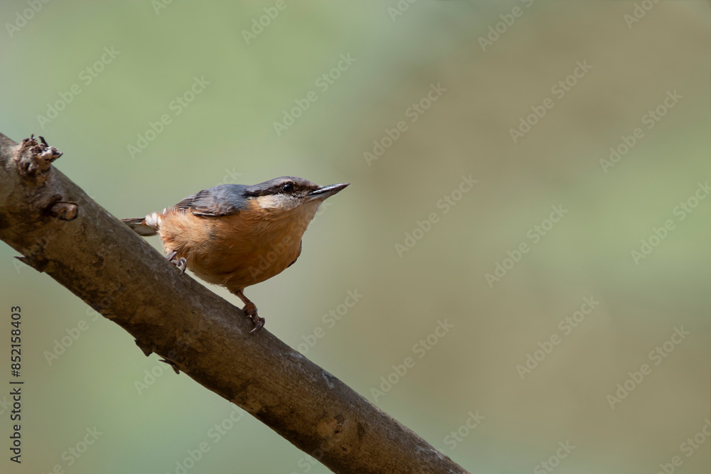 Eurasian nuthatch isolated on a tree branch. Bird isolated in nature background. Wood nuthatch is looking for food. Sitta europaea. Eurasian nuthatch isolated on a tree branch. Bird isolated in nature background. Wood nuthatch is looking for food. Sitta europaea.