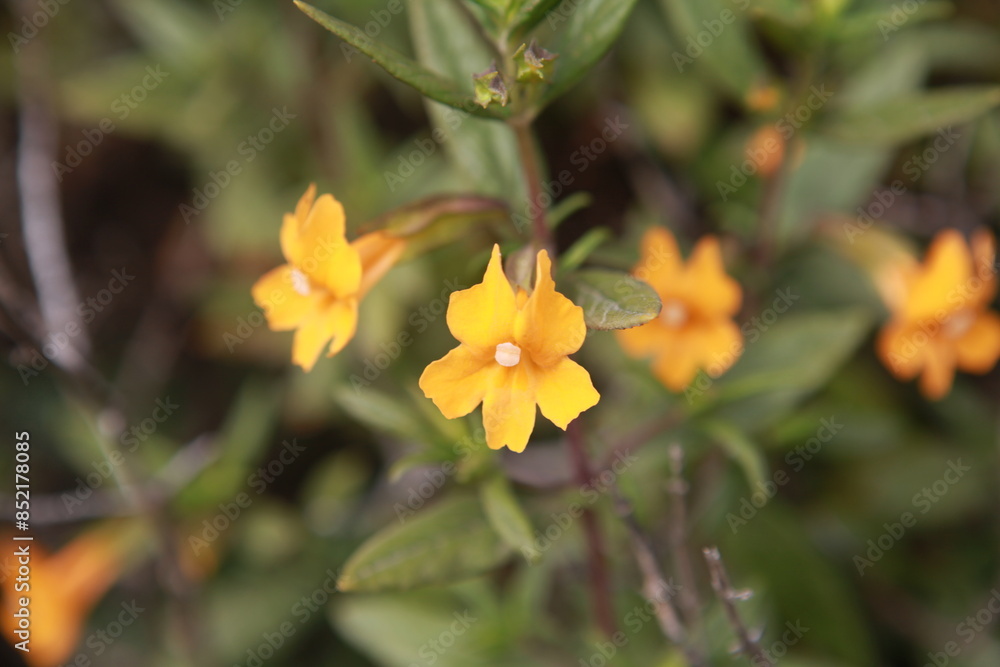 Sticky monkey flower, Bay Area, California orange wildflower Sticky monkey flower, Bay Area, California orange wildflower