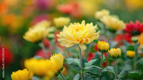 Close up image of a chrysanthemum in a garden © AkuAku