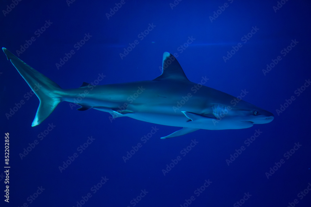 Fototapeta premium Large shark swimming inside saltwater aquarium tank enclosure