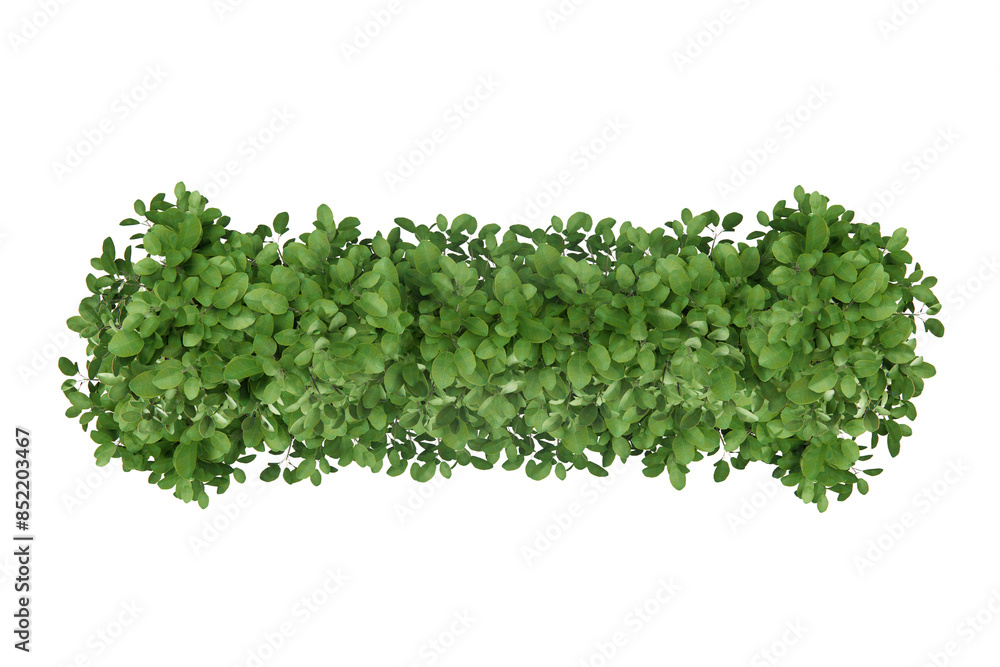 Top view shrub plant isolate on transparent background Top view shrub plant isolate on transparent background