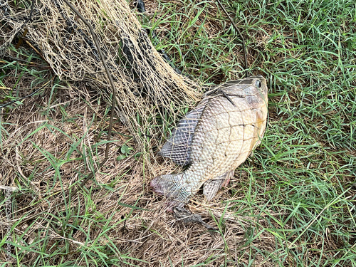 fishing net on the ground with tilapia fish