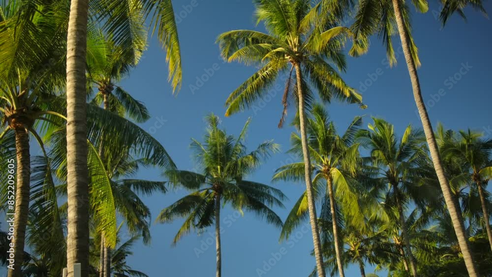Tropical palm trees against clear blue sky and sunlight create serene atmosphere Tropical palm trees against clear blue sky and sunlight create serene atmosphere