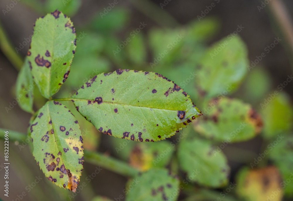 Black spot on rose leaves. Black spot is a fungal disease (Diplocarpon rosae) that affects roses. Black spot on rose leaves. Black spot is a fungal disease (Diplocarpon rosae) that affects roses.