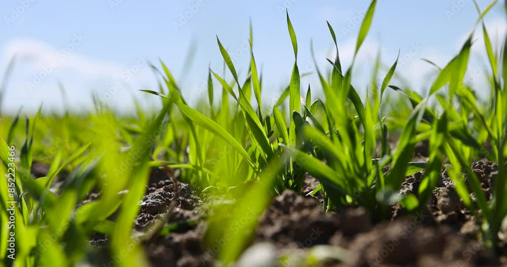 wheat field with green grass in sunny weather, beautiful green cereals in the field wheat field with green grass in sunny weather, beautiful green cereals in the field