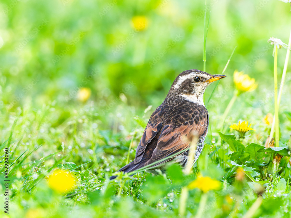 Fototapeta premium 草むらのツグミ