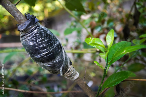 The process of vegetative propagation using the air layering method on fruit plants in the plantation. The tree bark is peeled, then covered with moist growing media and wrapped with plastic.