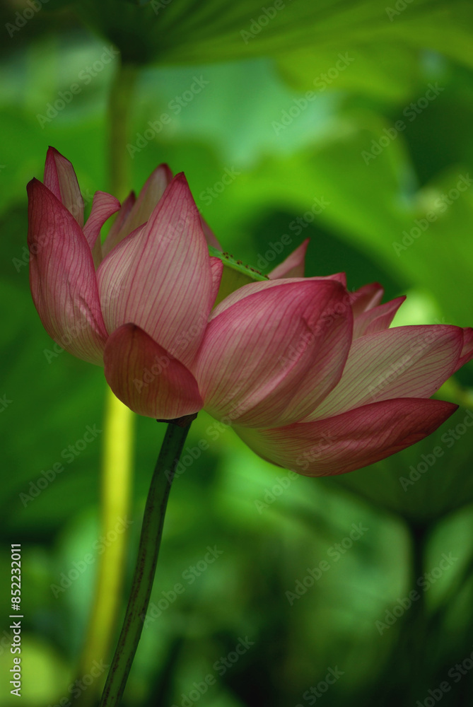 pink lotus flower pink lotus flower