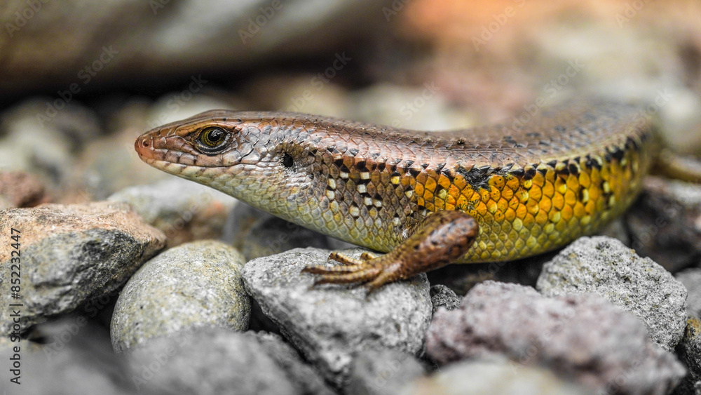 Naklejka premium Close up photo of Brown indian sun skink sunbathing on a rock. Common garden lizard laid on the rocky ground. Concept for World Animal Day.