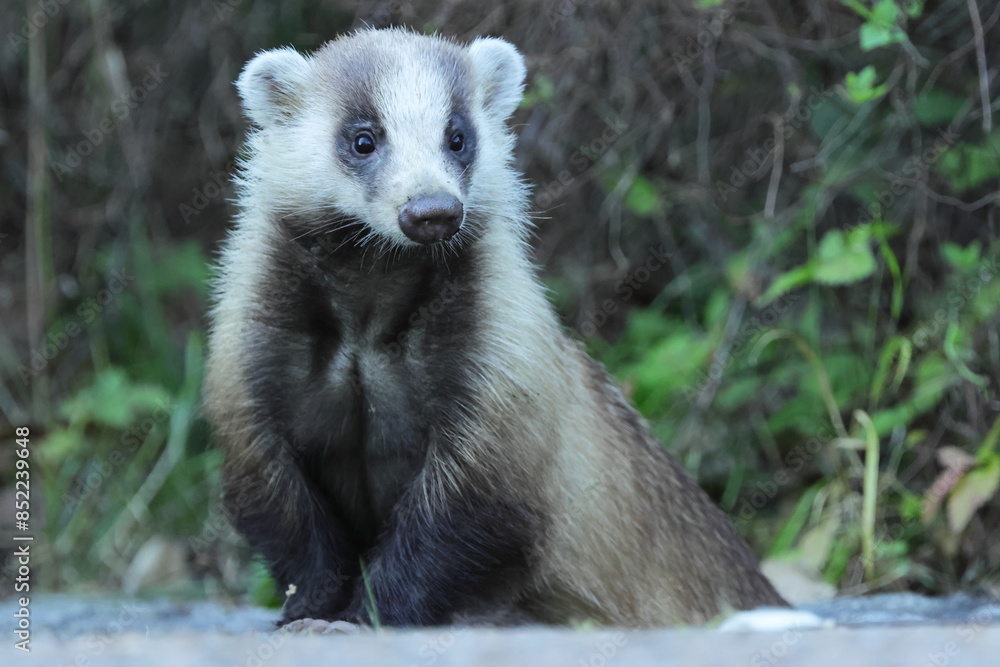 close up of Badger, side of forestry road in national park in Nara, Japan close up of Badger, side of forestry road in national park in Nara, Japan
