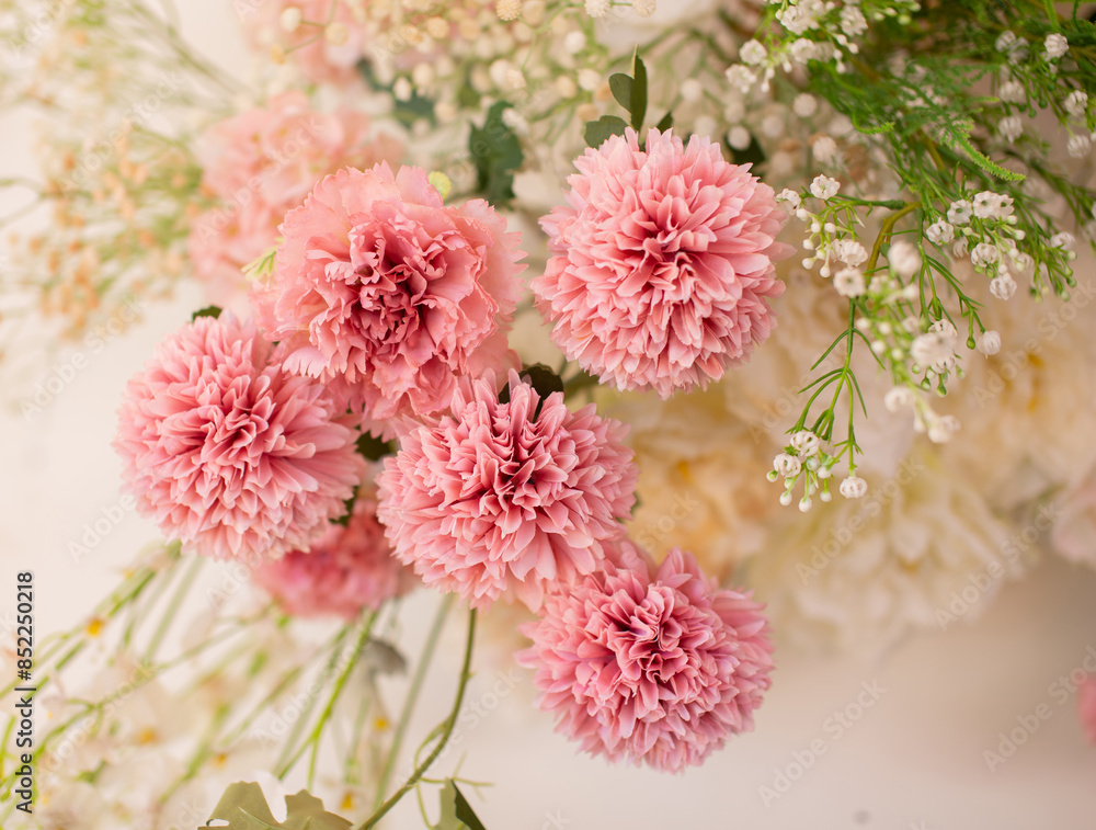 Pink carnation, white background, close-up photography Pink carnation, white background, close-up photography