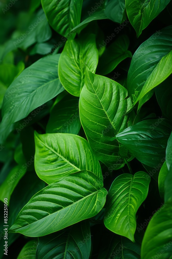a close up of green leaves on a bush a close up of green leaves on a bush