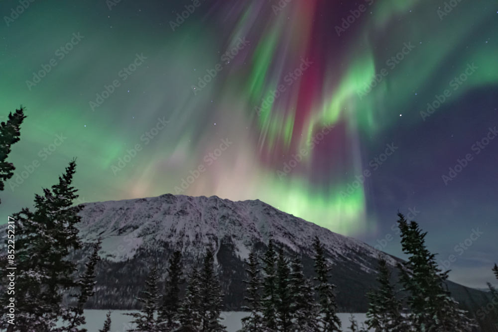 Fototapeta premium Northern lights aurora seen outside of Whitehorse in Yukon Territory, Canada during winter time with snow covered landscape