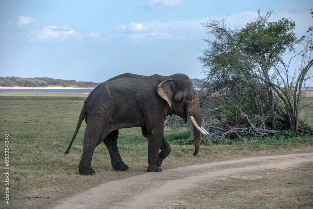 Obraz premium GALOYA, SRI LANKA - AUGUST 25, 2023 : A tusker elephant grazing adjacent to the tank (reservoir) within Kaudulla National Park in central Sri Lanka.