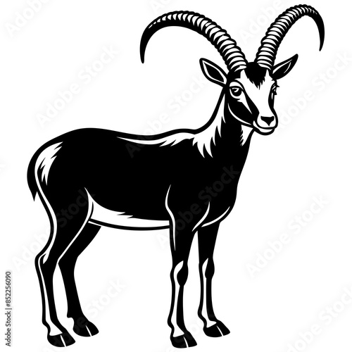 black and white goat