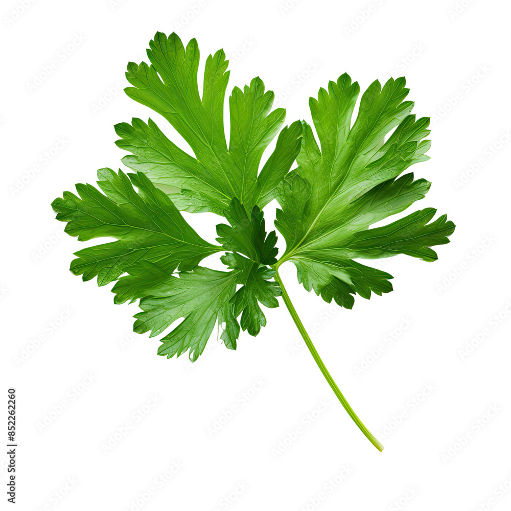 Fototapeta premium Parsley leaf isolated on transparent background