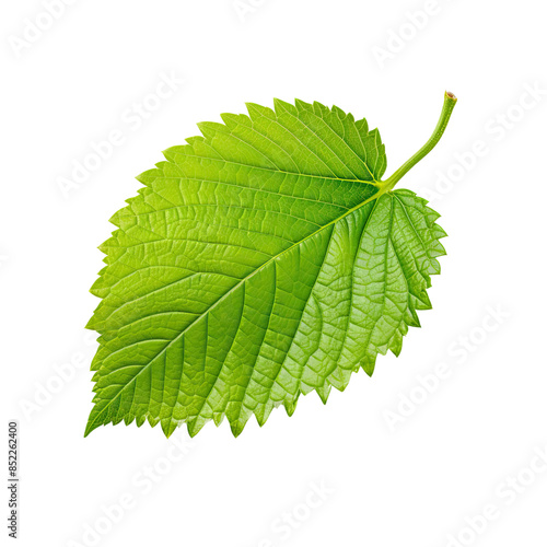Fresh mint Leaves isolated on transparent background