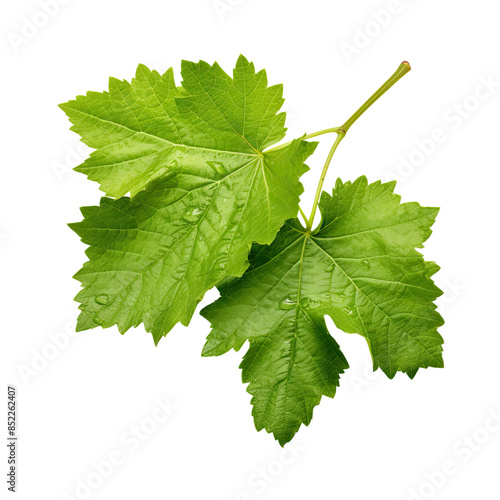 Green grape leaves isolated on transparent background