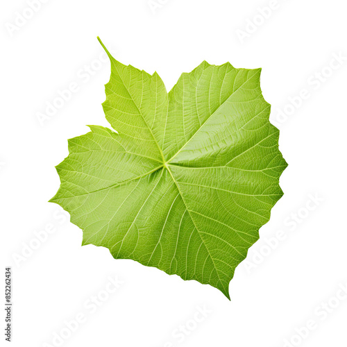 Green grape leaf isolated on transparent background
