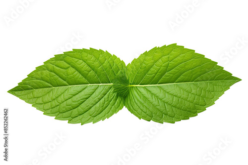 Fresh mint Leaves isolated on transparent background