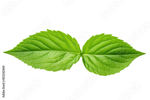 Fresh mint Leaves isolated on transparent background