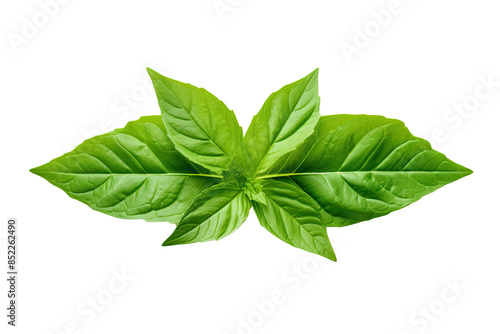 Fresh Leaves isolated on transparent background