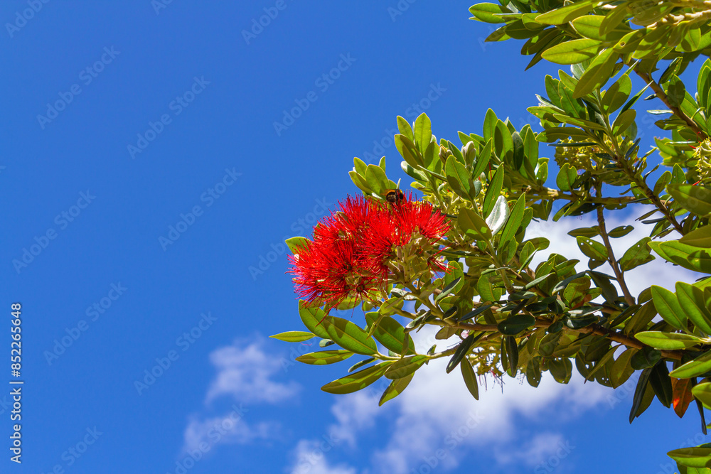 Blooming Pohutukawa Flowers, Mount Maunganui - New Zealand