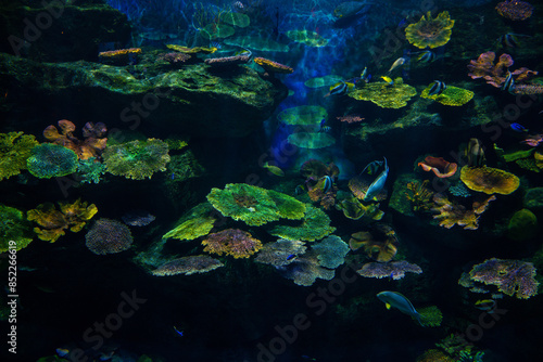 Underwater marine sea life coral reef and fish