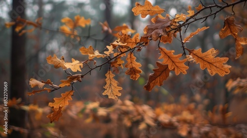 Dry brown leaves on a slender oak tree limb in a fall forest © 2rogan