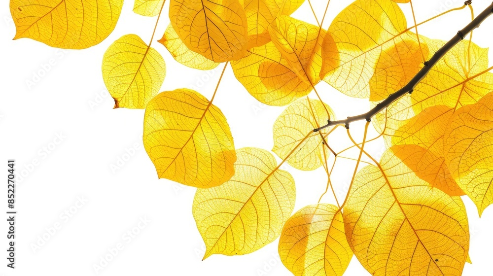 Obraz premium Yellow leaves of a bodhi tree against a white backdrop with a defined outline