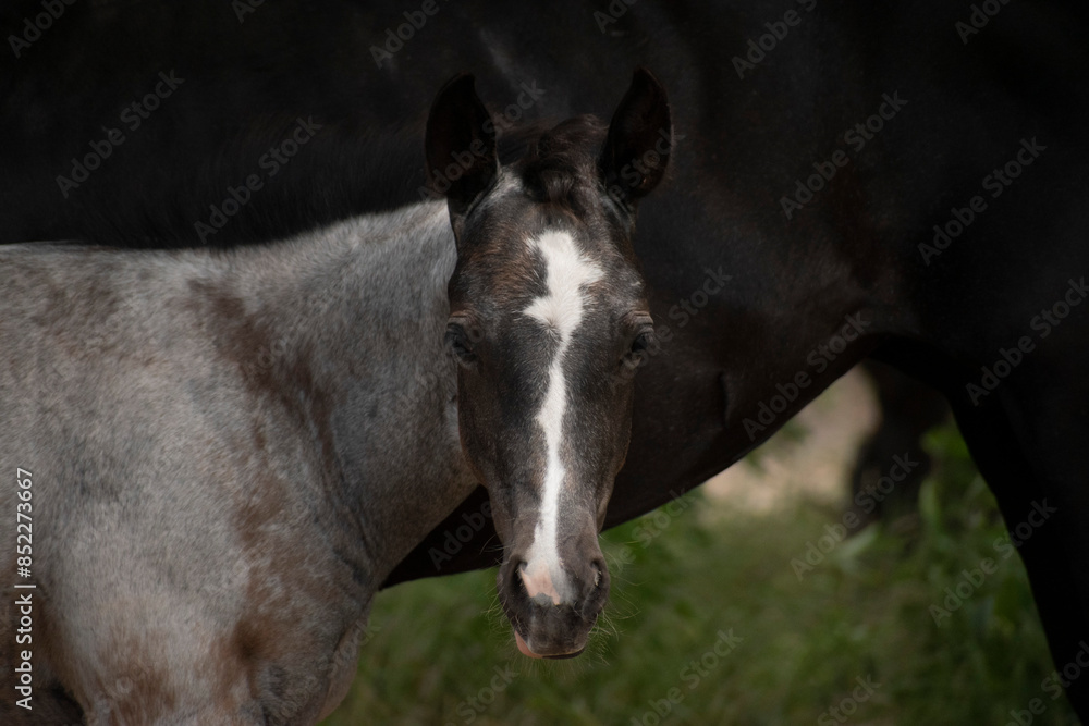 Obraz premium Foal 