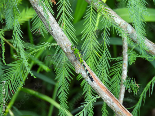 Eastern pondhawk dragonfly perching on a branch in Lake Apopka, Florida photo