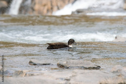 Quadro su tela duck in the restless river