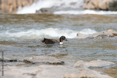 Fotografie duck in the restless river
