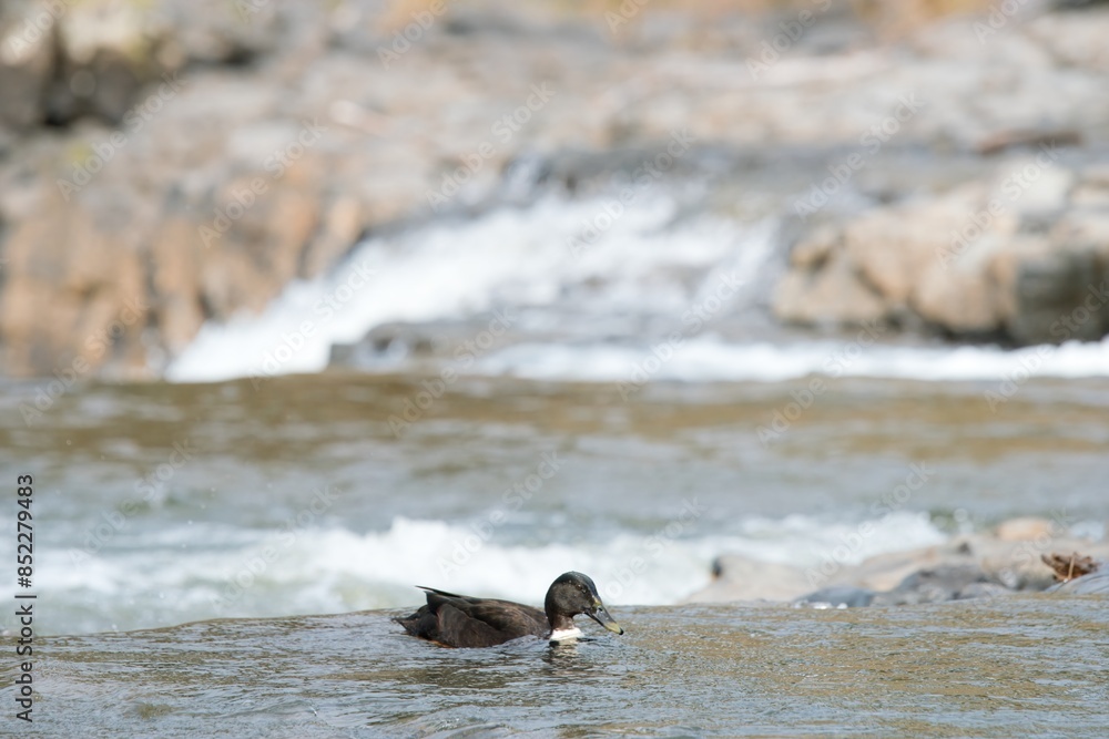 Fototapeta premium duck in the restless river