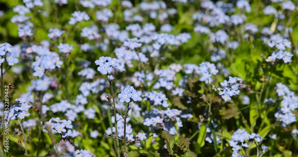 beautiful small blue flowers in close-up , flowers for decorating the site in spring beautiful small blue flowers in close-up , flowers for decorating the site in spring