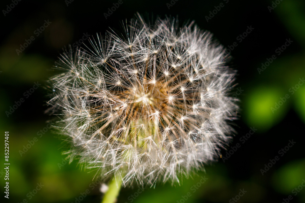Fluffy ball of ripe dandelion with white seeds close up Fluffy ball of ripe dandelion with white seeds close up
