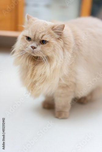 A yellow British Longhair cat, curiously standing beside a wooden bookshelf. photo