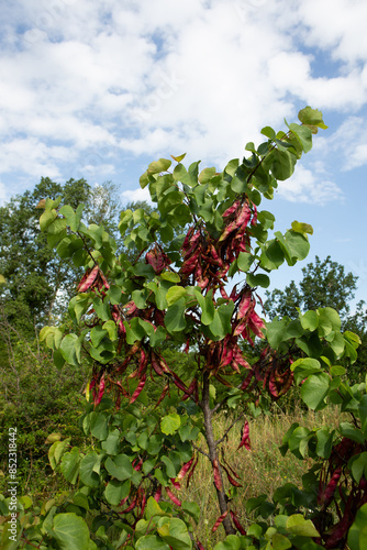 Judas tree featuring carob-style pods, picturesque botanical garden image