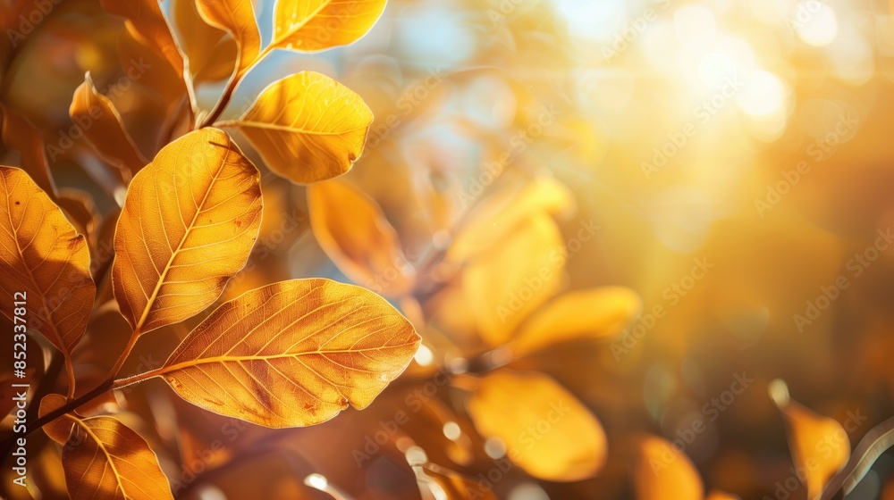 Golden leaves with sunlight, warm summer nature background, cozy summer atmosphere, copy space Golden leaves with sunlight, warm summer nature background, cozy summer atmosphere, copy space