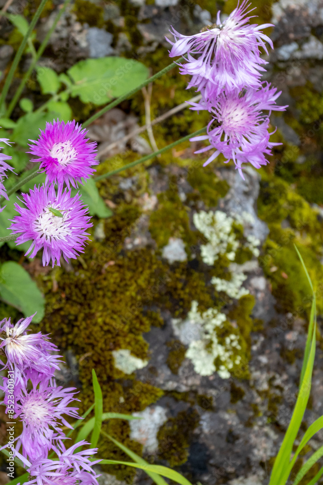 Obraz premium spring walks through the forest , the first flowers and the awakening of nature from hibernation