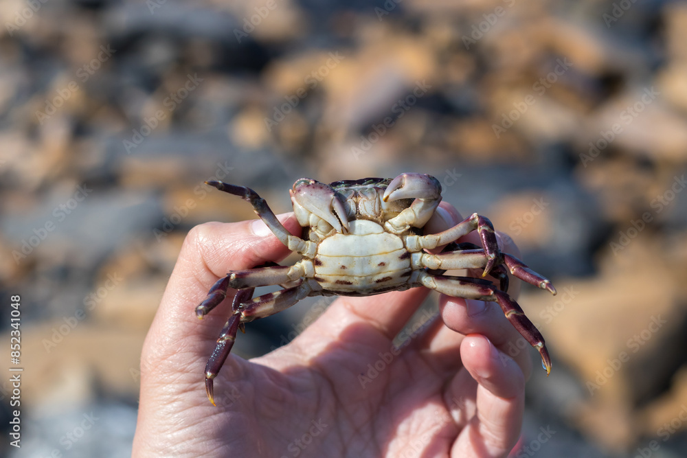 Fototapeta premium Crab held in hand