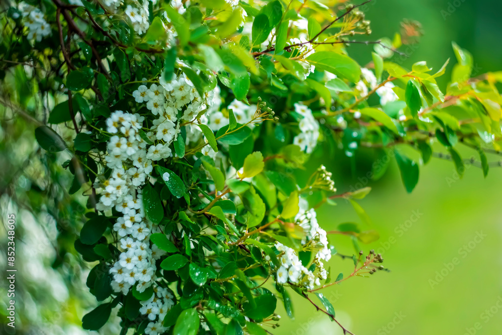 Jasmine bush after spring rain in a city park. Jasmine bush after spring rain in a city park.
