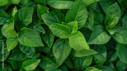 Wallpaper Mural Close-up of Lush Green Leaves Torontodigital.ca